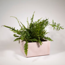 Load image into Gallery viewer, Square Pink Planter