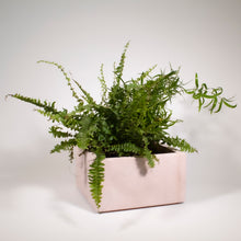 Load image into Gallery viewer, Square Pink Planter
